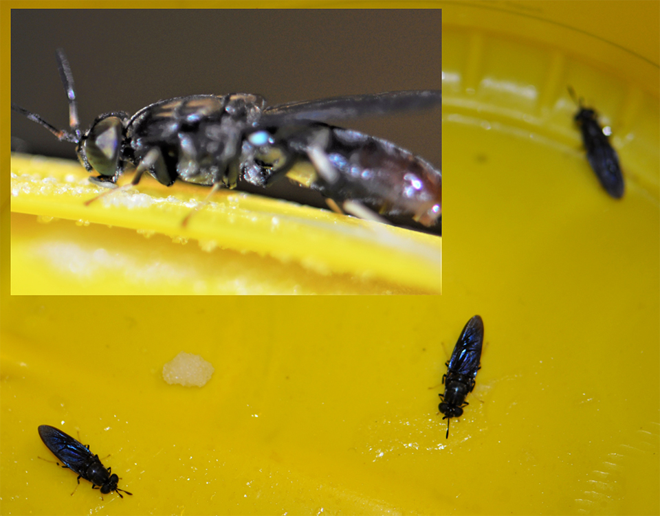 Concept of Dried black soldier fly maggots arranged on a wooden base after  being processed from live maggots Stock Photo