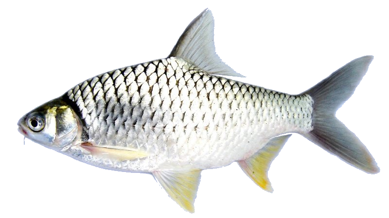 [INFOMINA] 7 Jenis Ikan Lokal yang Berpotensi untuk di Budidaya