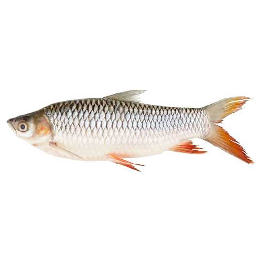 Ikan yang endemik hidupnya di rawa adalah